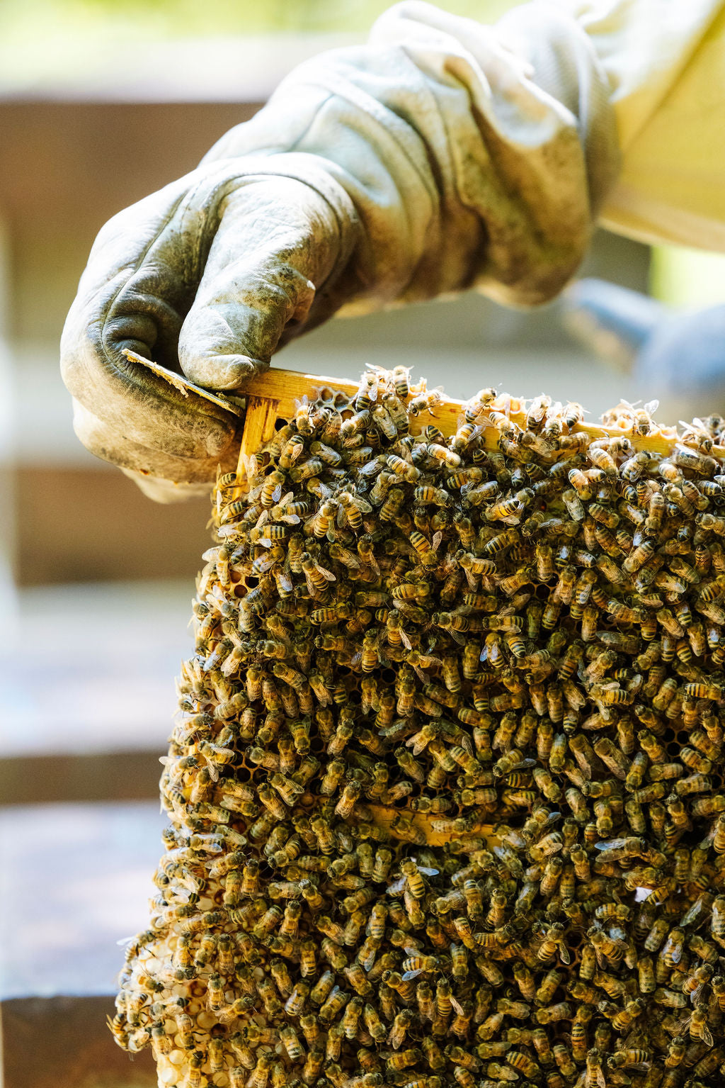 Bianchi Experiences in the Apiary