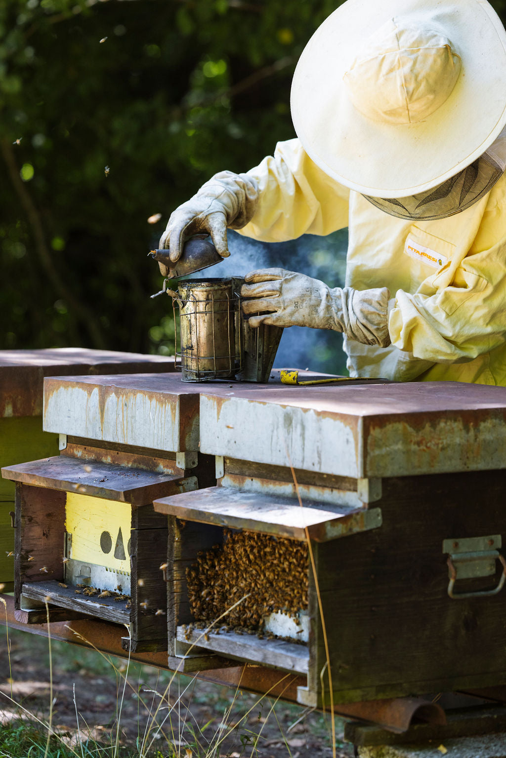 Bianchi Experiences in the Apiary