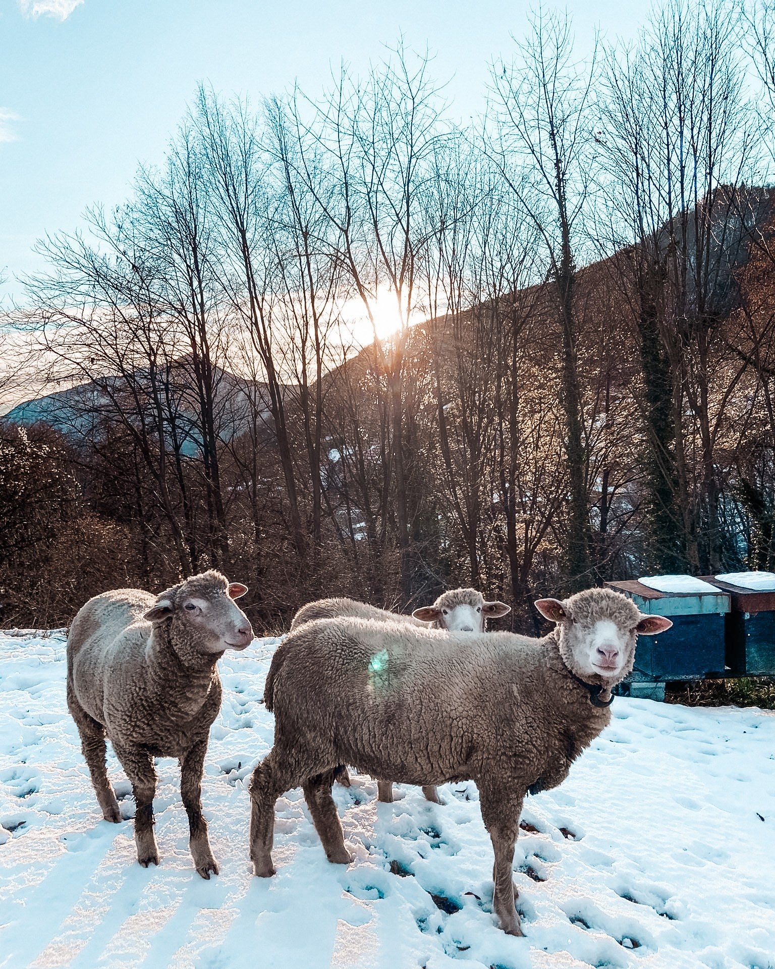 Experience "A Day at the Organic Farm"
