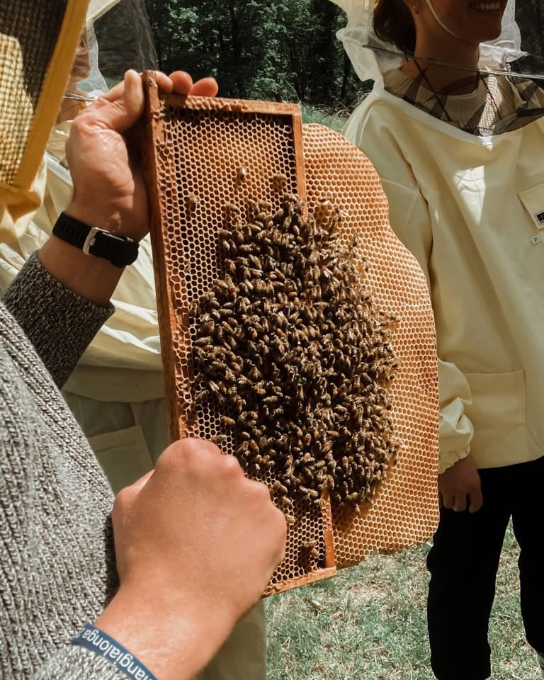 Experience "A Day at the Organic Farm"