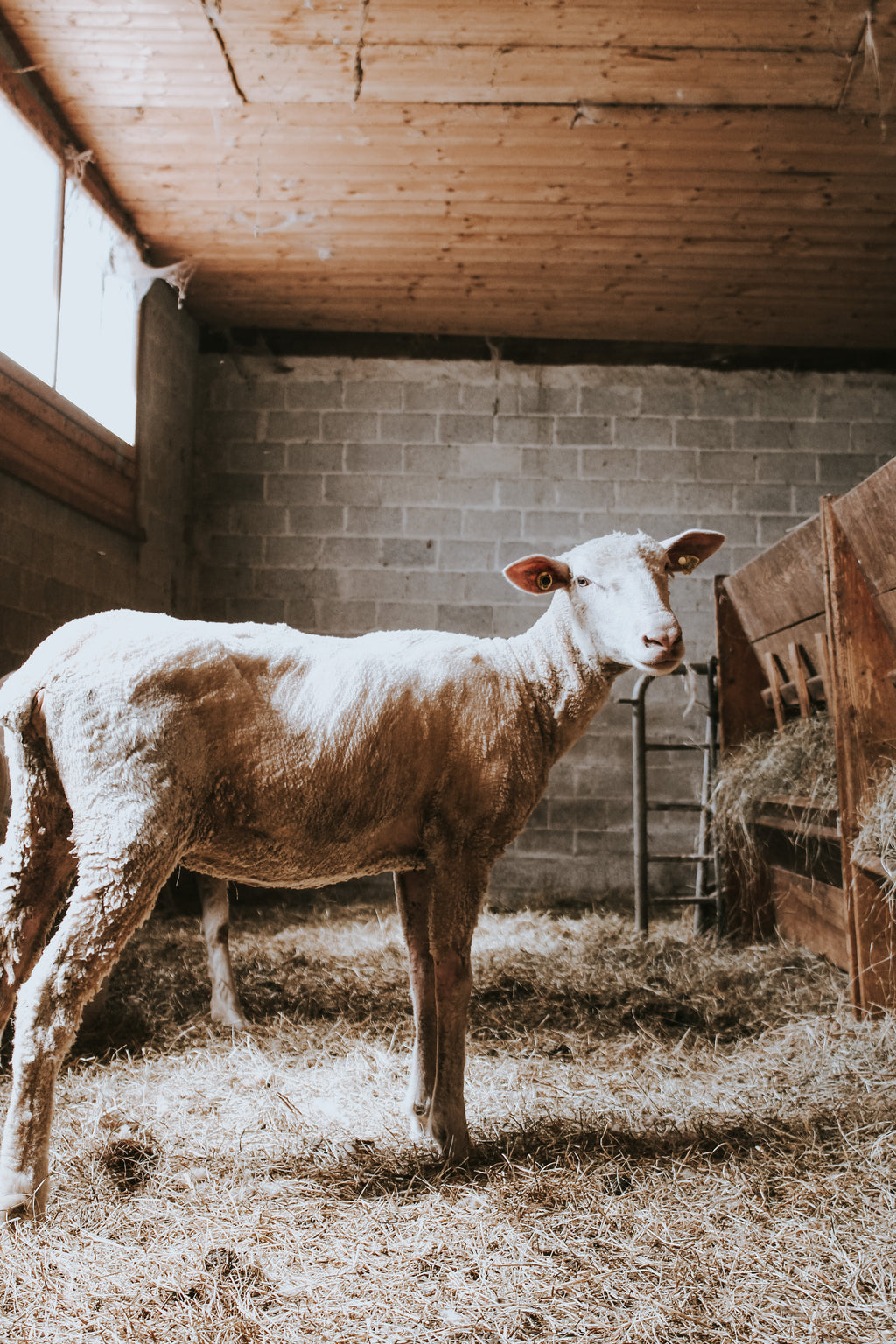 Experience "A Day at the Organic Farm"