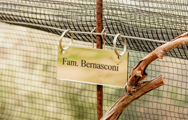 Adopt a vine
