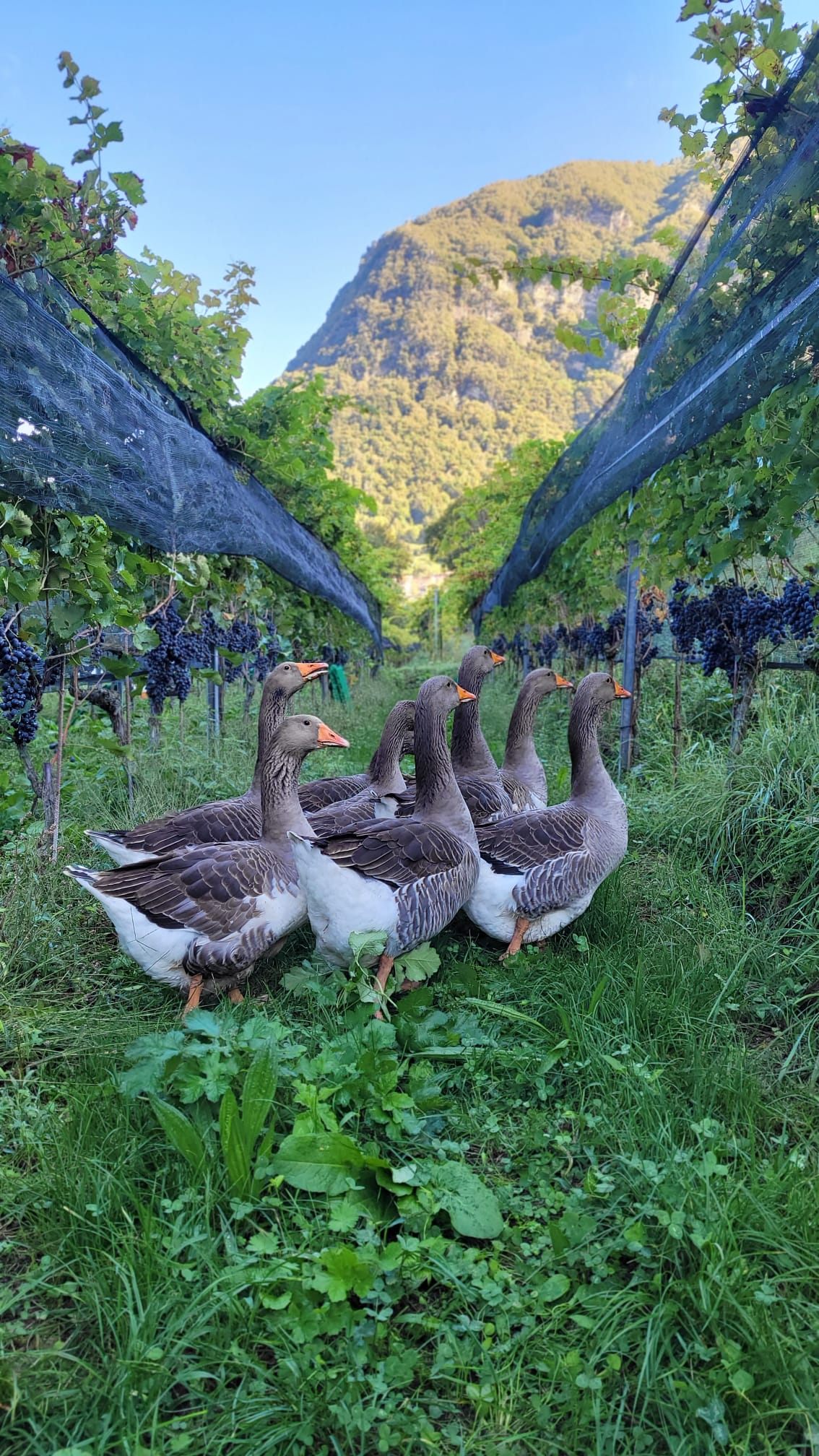 Experience "A Day at the Organic Farm"