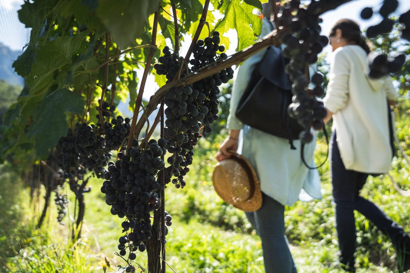 Bianchi Experiences organic wines tour
