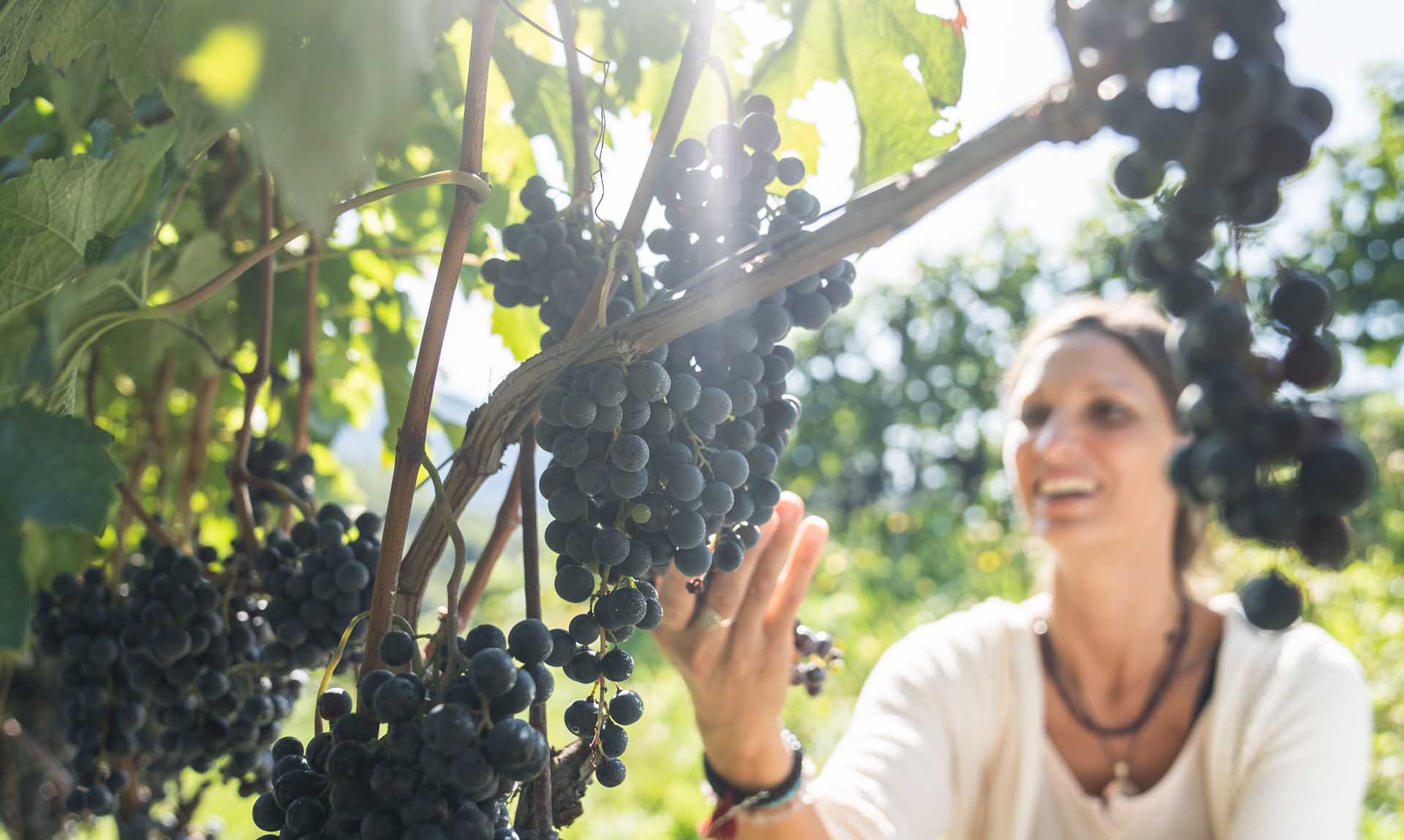 vitalizio della vite azienda agricola bianchi